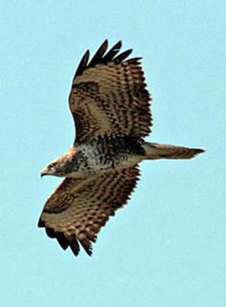 Buzzard photographed at Silbe [SIL] on 19/3/2009. Photo: &copy; Mike Cunningham
