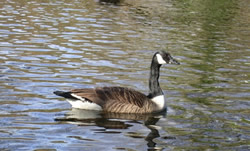 Greater Canada Goose photographed at Saumarez Park [SAU] on 19/2/2004. Photo: &copy; Mark Lawlor