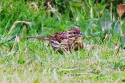 Cirl Bunting photographed at Pleinmont [PLE] on 28/4/2008. Photo: &copy; Phil Alexander
