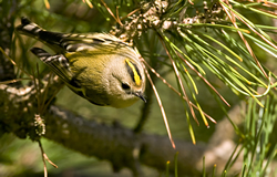 Goldcrest photographed at Saumarez Park [SAU] on 0/12/2008. Photo: &copy; Phil Alexander