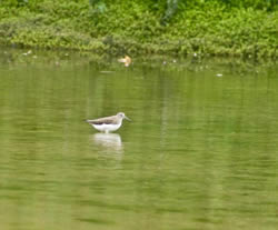 Green Sandpiper photographed at Rue des Bergers [BER] on 18/8/2008. Photo: &copy; Rod Ferbrache