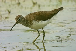 Green Sandpiper photographed at Rue des Bergers [BER] on 15/6/2007. Photo: &copy; Bob Murphy
