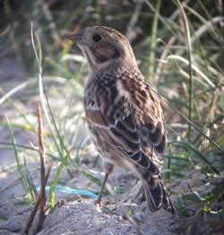 Lapland Bunting photographed at Pulias [PUL] on 11/10/2008. Photo: &copy; Mark Guppy