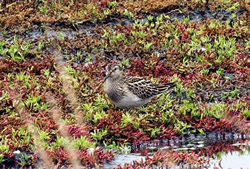 Pectoral Sandpiper photographed at L'Eree [LER] on 14/9/2006. Photo: &copy; Vic Froome