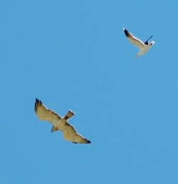 Short-toed Eagle photographed at Icart [ICA] on 9/6/2006. Photo: &copy; Jamie Hooper