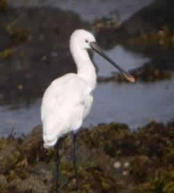 Spoonbill photographed at L'Eree [LER] on 28/9/2007. Photo: &copy; Mark Guppy