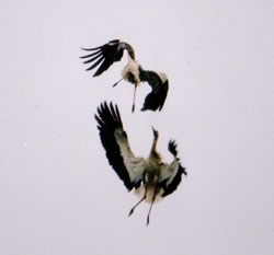 White Stork photographed at Talbot Valley [TAL] on 27/4/2000. Photo: &copy; Mark Lawlor