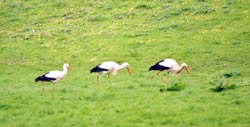 White Stork photographed at Talbot Valley [TAL] on 27/4/2000. Photo: &copy; Mark Lawlor