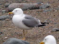 Yellow-legged Gull photographed at Chouet [CHO] on 0/4/2009. Photo: &copy; Paul Veron
