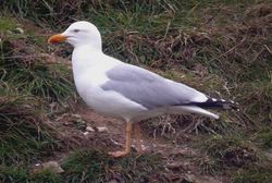 Yellow-legged Gull photographed at Mont Cuet on 2/4/2009. Photo: &copy; Paul Veron