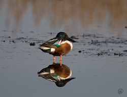 Shoveler photographed at La Claire Mare on 17/2/2007. Photo: &copy; Barry Wells